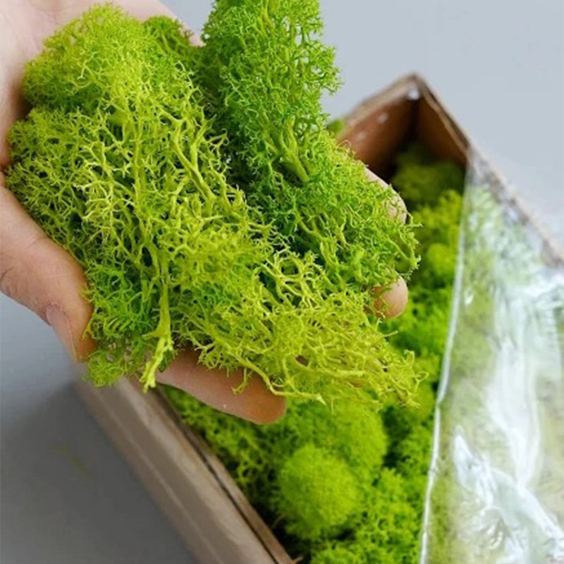 100/200/500g Eternal Life Moss - Terrarium Moss Art 评论和价格