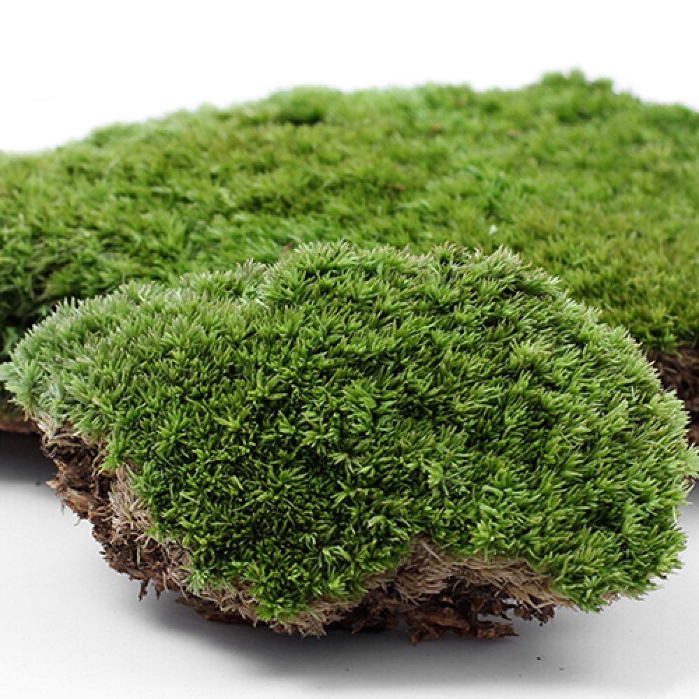 Artificial Green Grass Moss Pl - Terrarium Moss Art 评论和价格