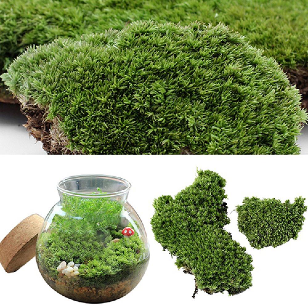 Artificial Green Grass Moss Pl - Terrarium Moss Art 评论和价格