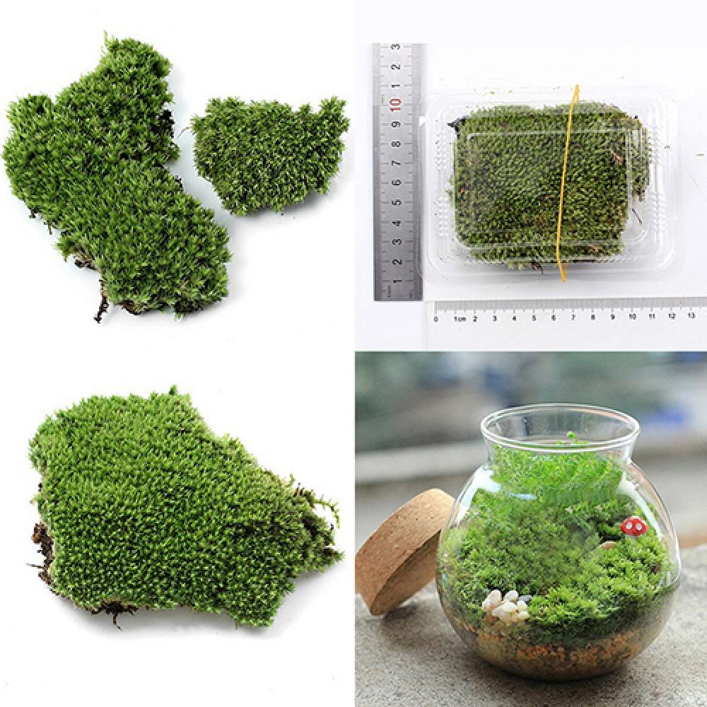 Artificial Green Grass Moss Pl - Terrarium Moss Art 评论和价格