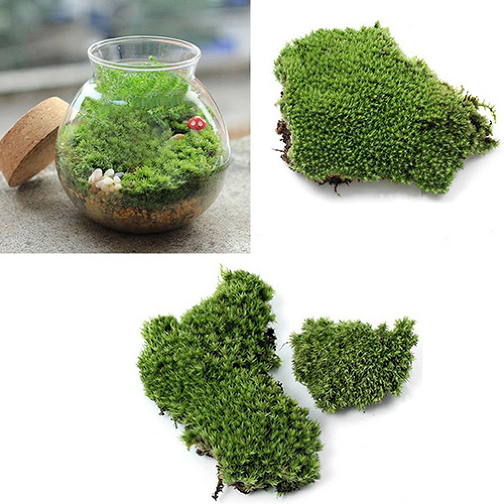 Artificial Green Grass Moss Pl - Terrarium Moss Art 评论和价格